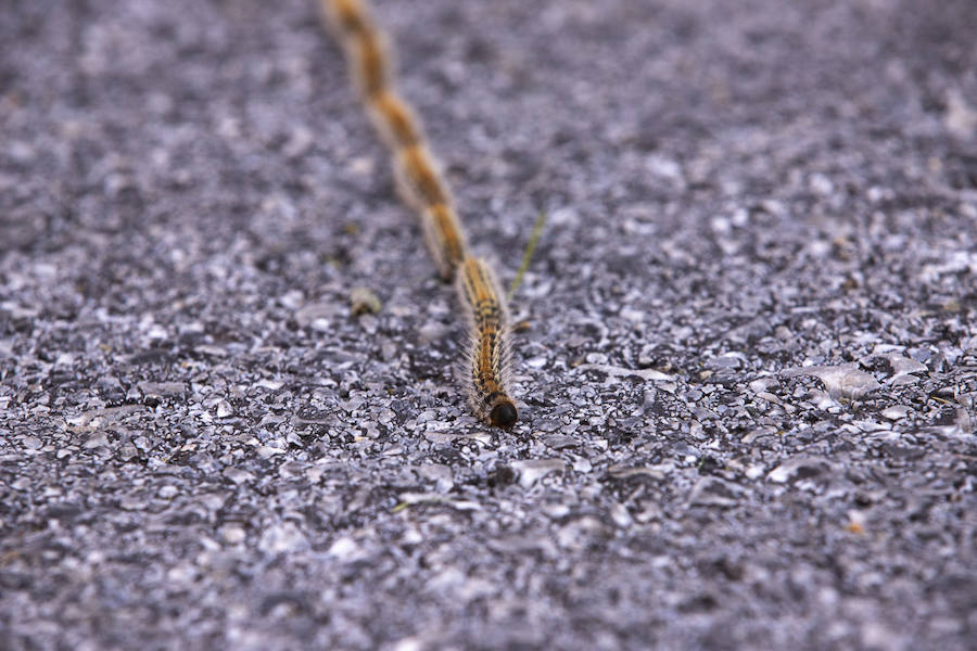 Ayuntamientos costeros como Salobreña y Motril actúan para tratar de contener el avance de esta oruga tóxica desde los pinares de los montes públicos hasta las ciudades