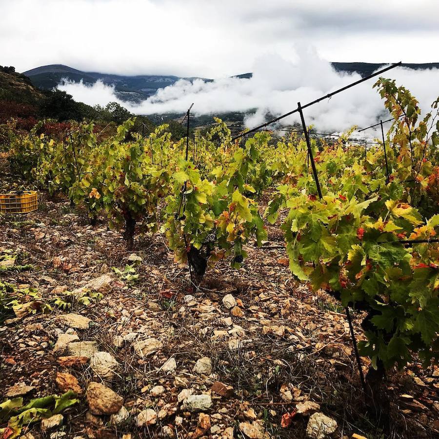 Una nueva forma de sorprender a tus sentidos y disfrutar del vino como nunca antes lo habías hecho