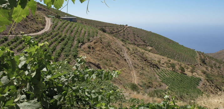 Una nueva forma de sorprender a tus sentidos y disfrutar del vino como nunca antes lo habías hecho