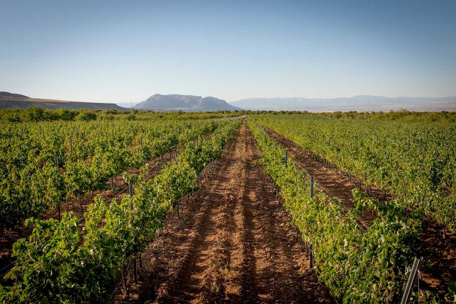 Una nueva forma de sorprender a tus sentidos y disfrutar del vino como nunca antes lo habías hecho