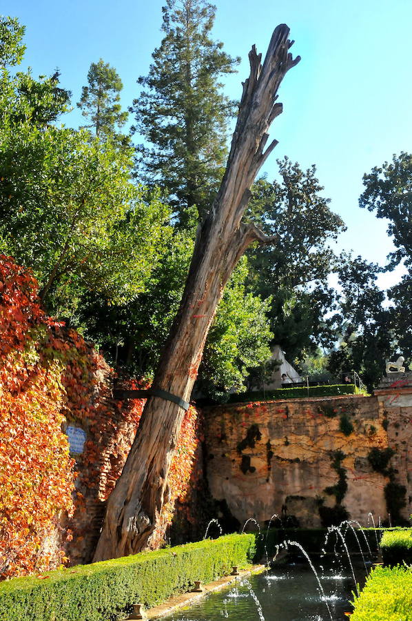 Imagen secundaria 2 - Detalle de la torre de la Cautiva (arriba). Rincón en la cuesta de María de la Miel y el ciprés de la Sultana en el Generalife 