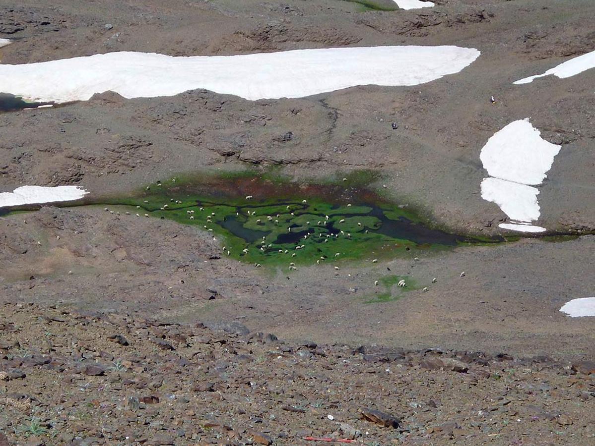 lagunillo tributario a la laguna de las Yeguas
