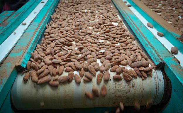 Imagen principal - La agricultura se pasa a los almendrales para mantenerse viva