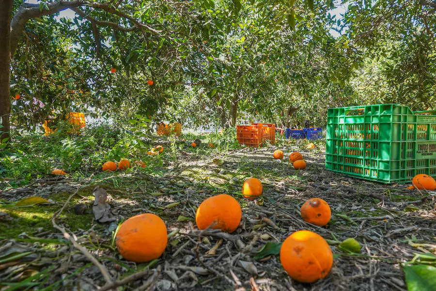 La comarca del Valle de Lecrín se está viviendo una campaña de cítricos en la que a los agricultores no les merece la pena acudir al árbol a cortar la fruta o contratar a alguien para que lo haga. El kilo de naranjas se está pagando este año a nueve céntimos.