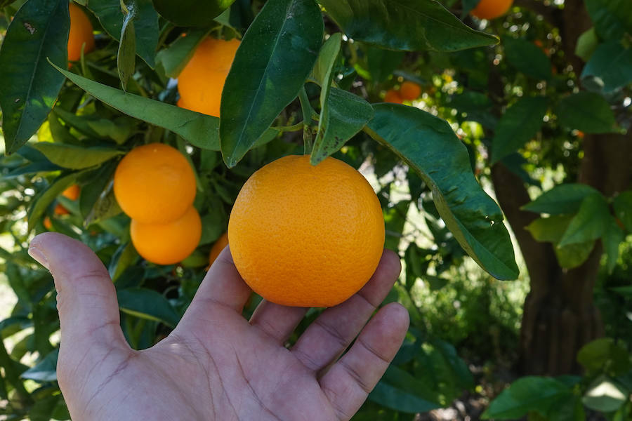 La comarca del Valle de Lecrín se está viviendo una campaña de cítricos en la que a los agricultores no les merece la pena acudir al árbol a cortar la fruta o contratar a alguien para que lo haga. El kilo de naranjas se está pagando este año a nueve céntimos.