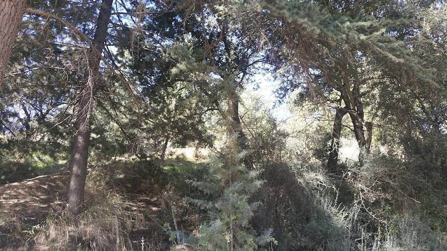 Un grupo de jóvenes de Beas de Granada encabeza una marcha para que no se olvide la senda que ha unido históricamente este municipio con la capital