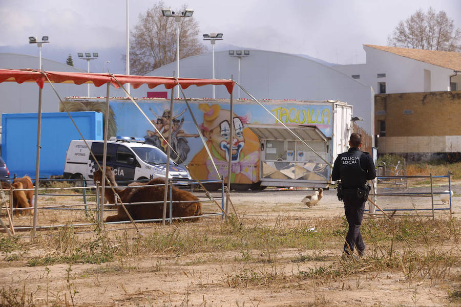 Urbanismo dio autorización para el espectáculo si no participaban animales, pero después comprobó que esto iba contra su ordenanza