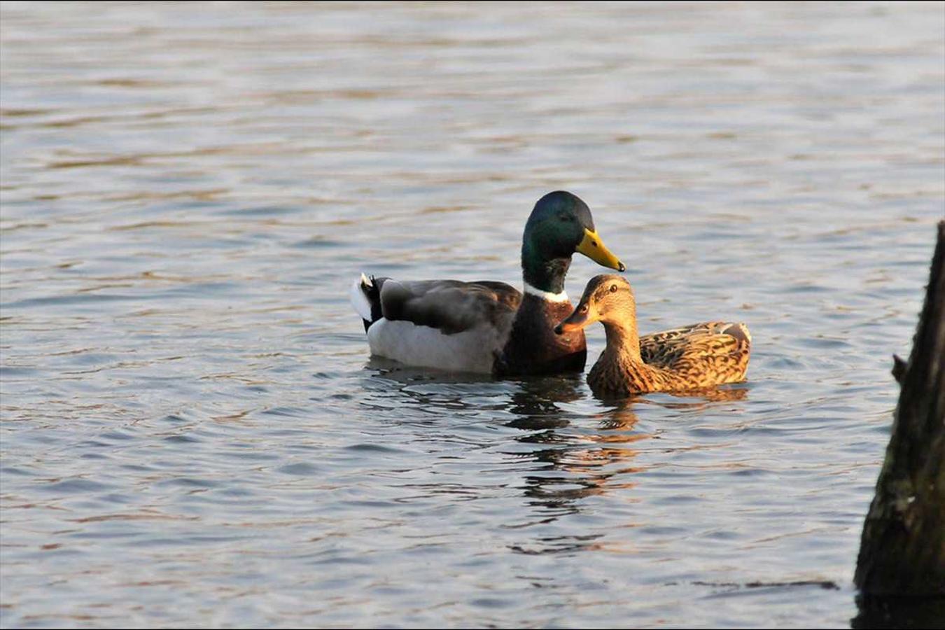 El final del invierno es tiempo para la reproducción en los espacios naturales del sureste andaluz. Las especies aprovechan la temperatura primaveral para adelantar sus cortejos. Cortejo de ánade real