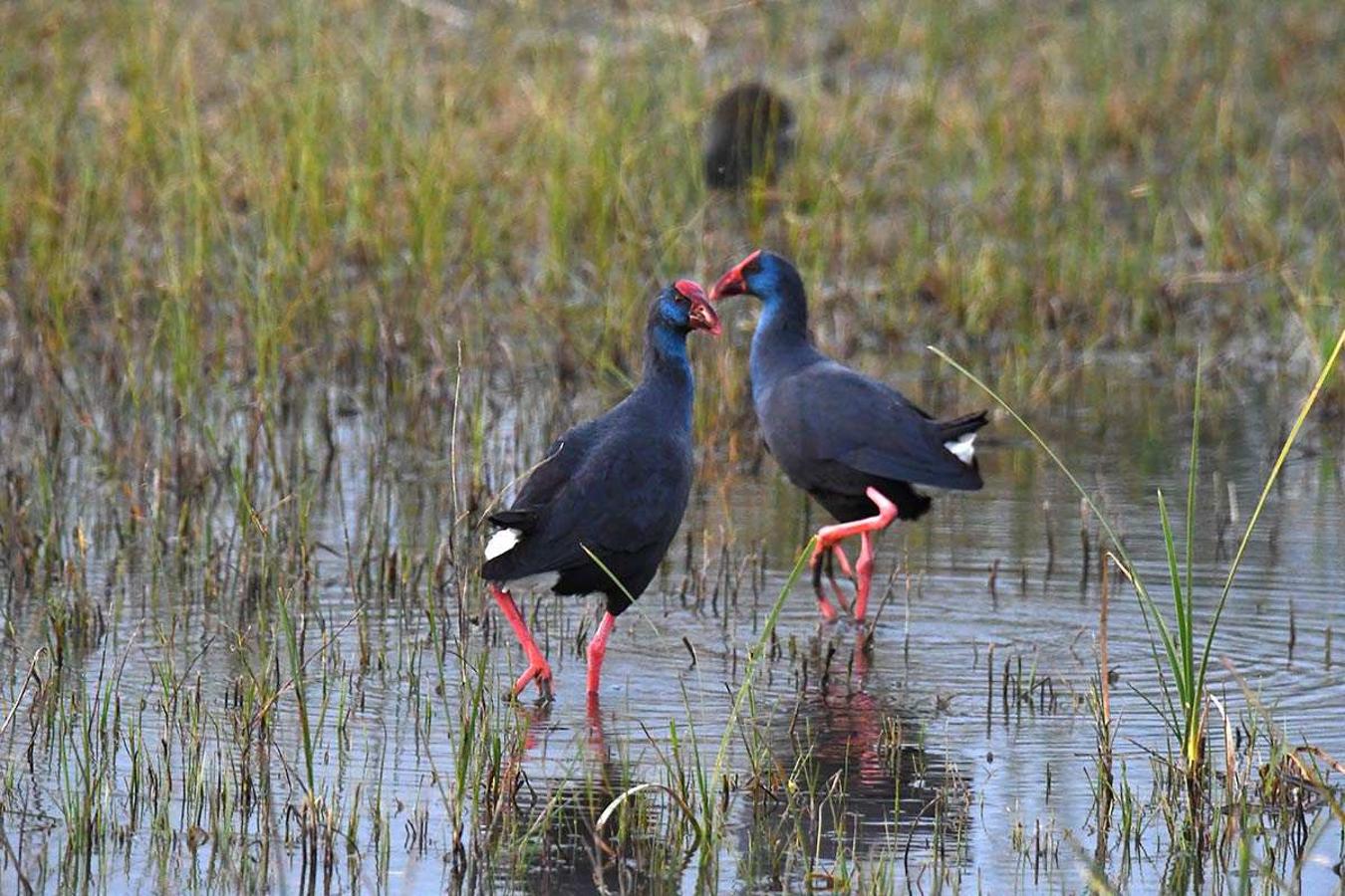 El final del invierno es tiempo para la reproducción en los espacios naturales del sureste andaluz. Las especies aprovechan la temperatura primaveral para adelantar sus cortejos. Calamón, Porphyrio porphyrio inicia el cortejo