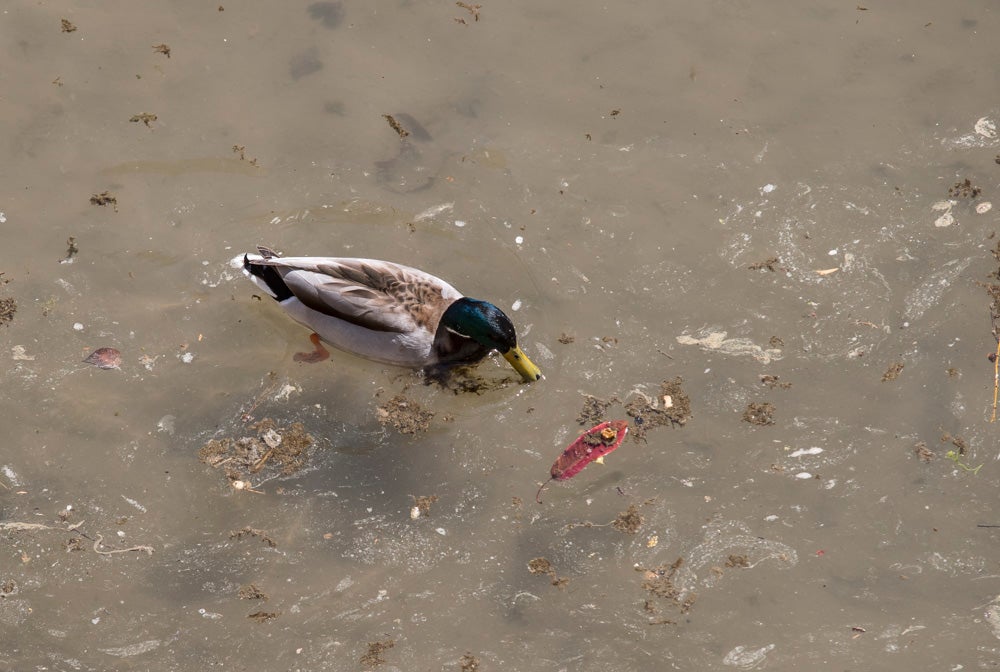 El Ayuntamiento de Granada ha invertido 145.000 euros en la limpieza del río, del que se han sacado veinte toneladas de basura, entre las que incluye bicicletas y colchones.
