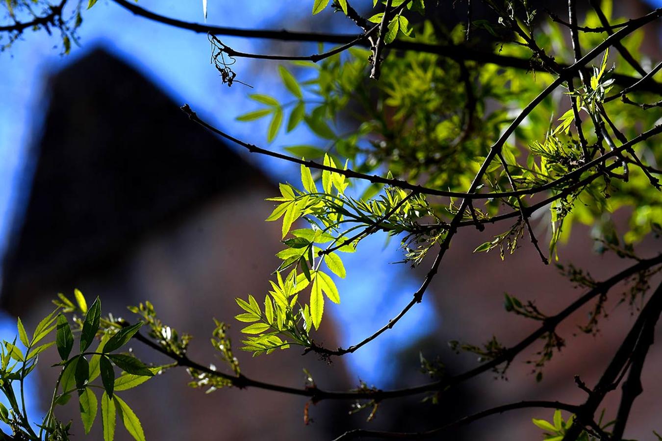 LAS PRIMERAS HOJAS DE FRESNO EN LA CUESTA DE LOS CHINOS En los espacios naturales, bosques, jardines y parterres, la bonanza climática adelanta la primavera. La flora muestra ya sus primeros brotes.