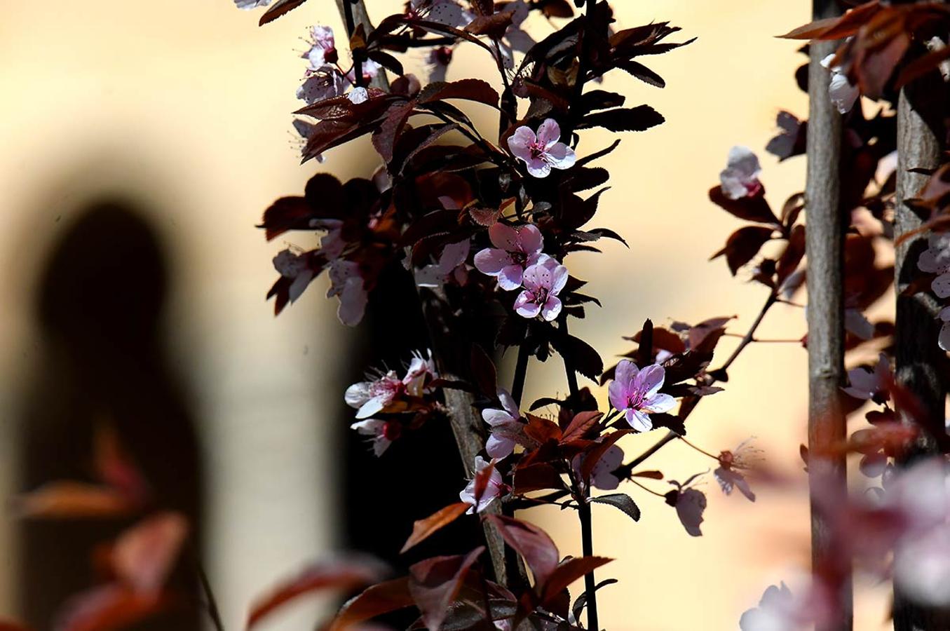 FLOR Y HOJAS DE CIRUELO ROJO EN LA TORRE DE LOS TRES PICOS En los espacios naturales, bosques, jardines y parterres, la bonanza climática adelanta la primavera. La flora muestra ya sus primeros brotes.