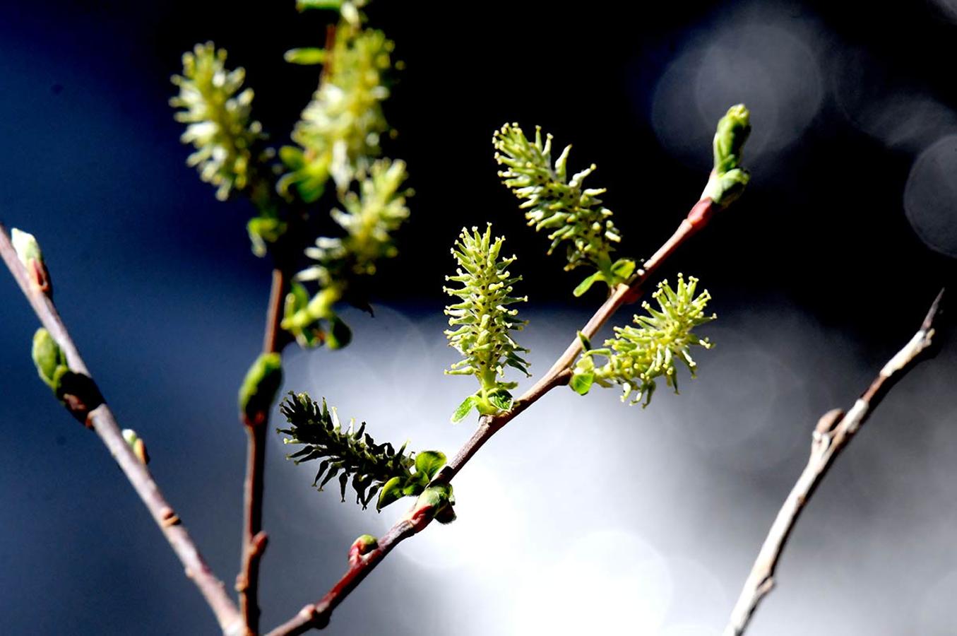 BROTES DE SAUCE En los espacios naturales, bosques, jardines y parterres, la bonanza climática adelanta la primavera. La flora muestra ya sus primeros brotes.