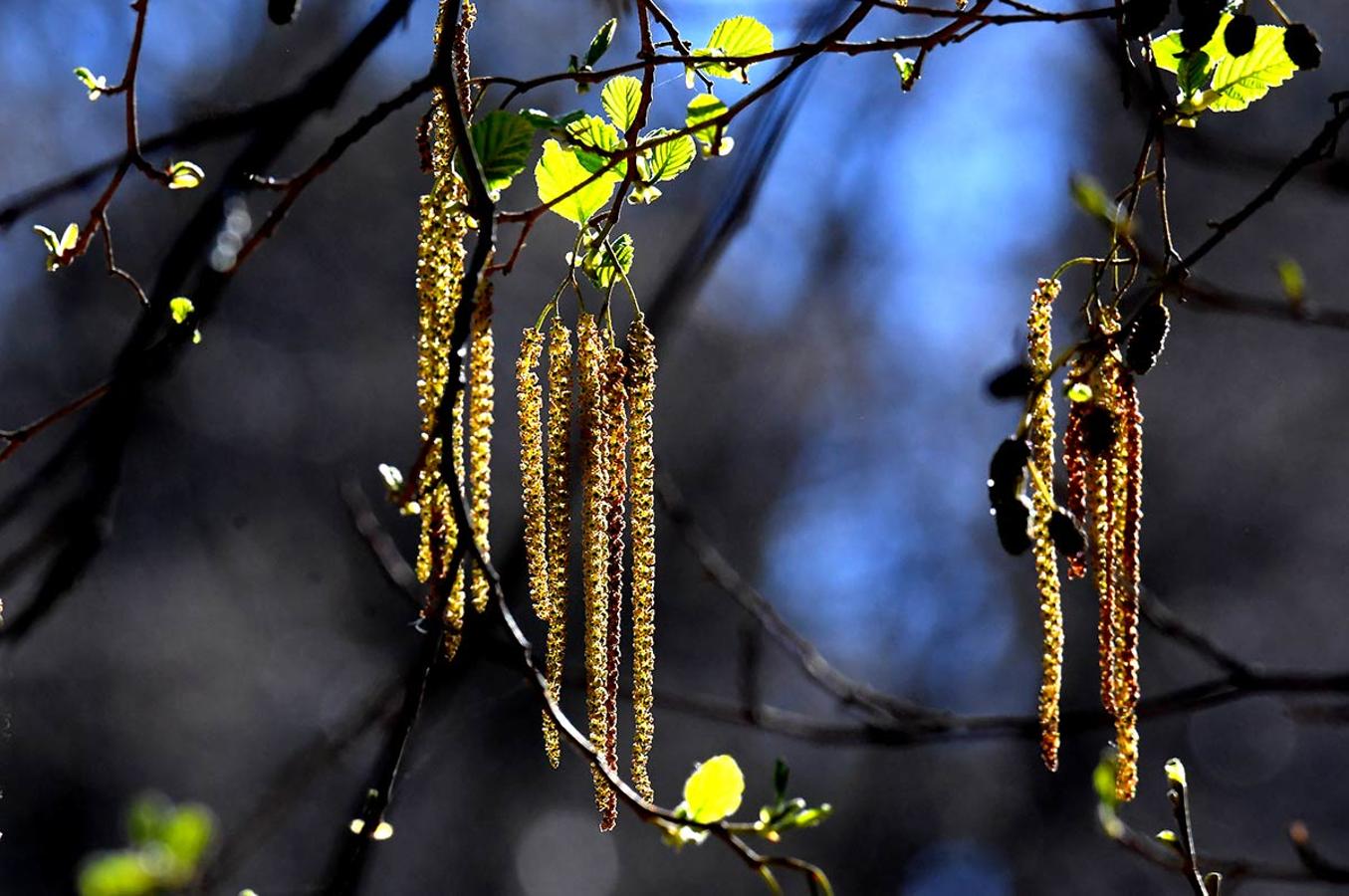 BROTES DE HOJAS Y FLORES DE ALISOS En los espacios naturales, bosques, jardines y parterres, la bonanza climática adelanta la primavera. La flora muestra ya sus primeros brotes.
