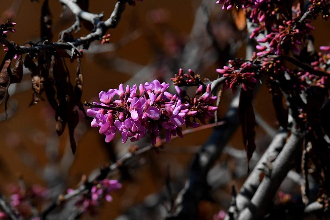 YA HAN BROTADO LAS FLORES DEL ÁRBOL DEL AMOR En los espacios naturales, bosques, jardines y parterres, la bonanza climática adelanta la primavera. La flora muestra ya sus primeros brotes.