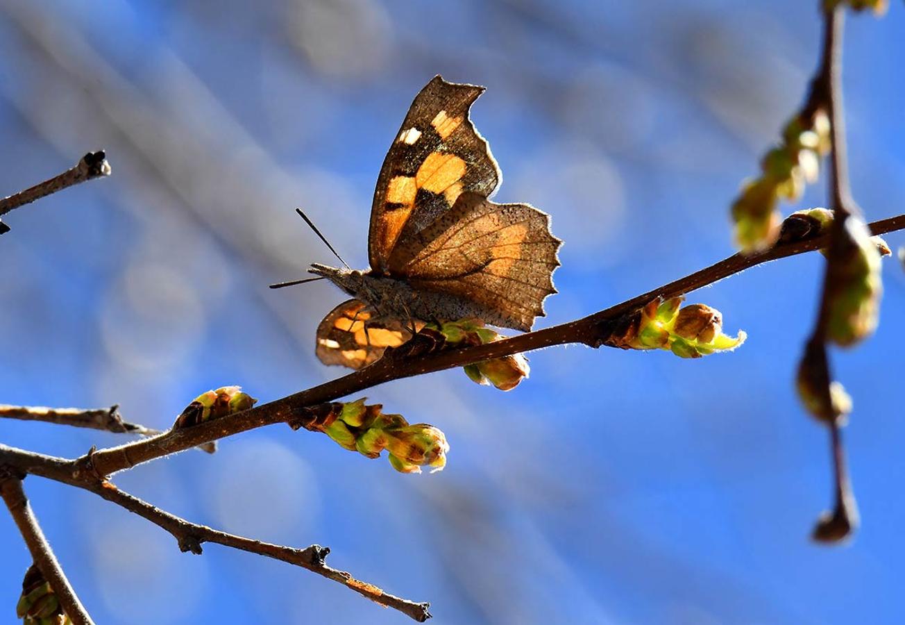 LA MARIPOSA DEL ALMEZ SOBRE BROTES DE ESTE ÁRBOL En los espacios naturales, bosques, jardines y parterres, la bonanza climática adelanta la primavera. La flora muestra ya sus primeros brotes.