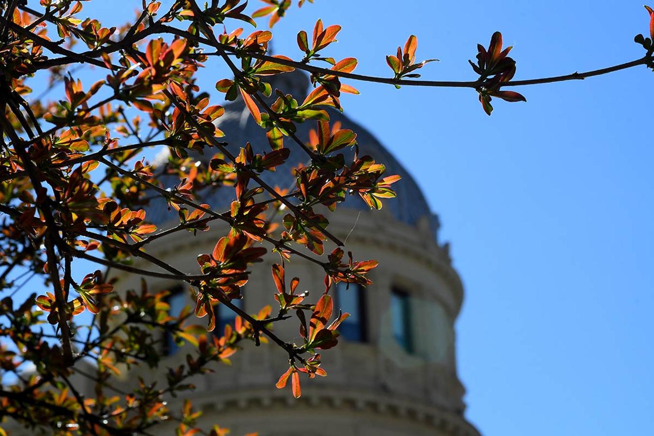 BORTES DEL GRANADO DE PUERTA REAL, GRANADA En los espacios naturales, bosques, jardines y parterres, la bonanza climática adelanta la primavera. La flora muestra ya sus primeros brotes.