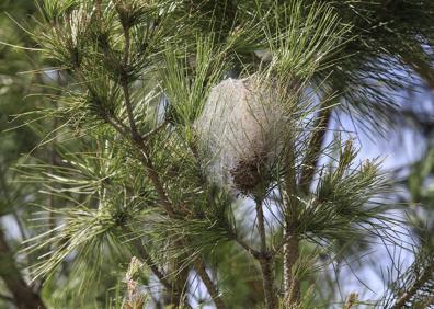 Imagen secundaria 1 - Anillan el bosque de la Alhambra para controlar la expansión de la procesionaria