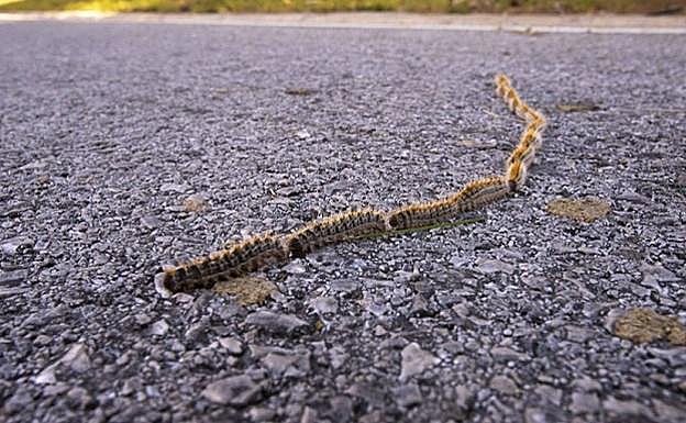 «La única solución real para reducir los problemas de la procesionaria sería sustituir los pinos»