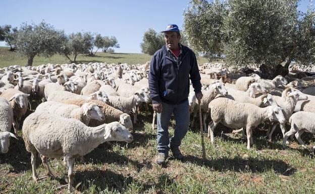 Imagen principal - Francisco vuelve a la Alhambra con sus ovejas