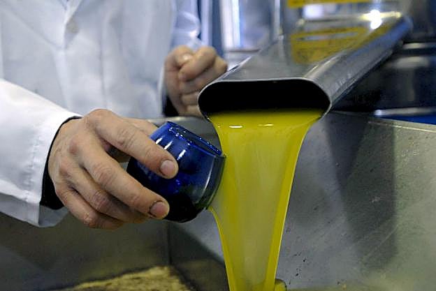 Prueba de aceite de oliva en una almazara. 