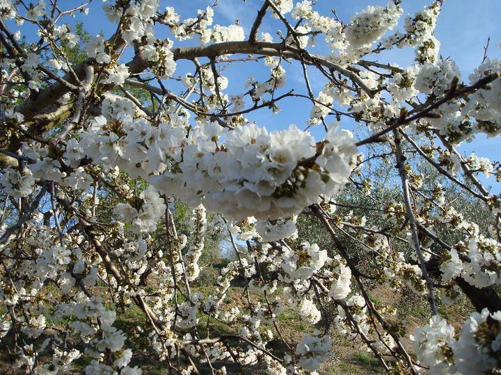 La floración de cerezo en Torres es un espectáculo para los sentidos cada año. No hay que irse ni al valle del Jerte ni a Japón. A pocos minutos de donde se encuentre