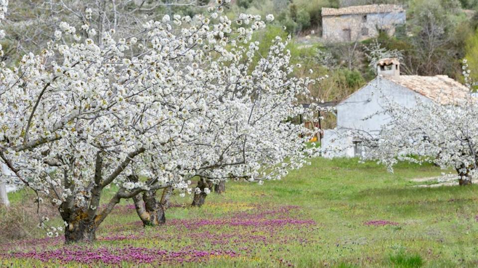 La floración de cerezo en Torres es un espectáculo para los sentidos cada año. No hay que irse ni al valle del Jerte ni a Japón. A pocos minutos de donde se encuentre