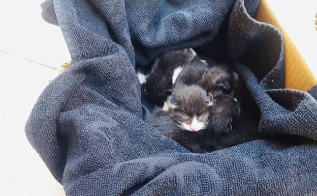 Encuentran a cuatro gatos recién nacidos abandonados en Jaén