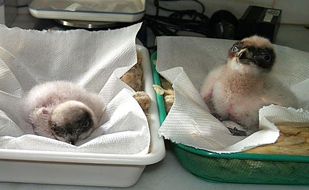 Polluelos de quebrantahuesos nacidos en Cazorla
