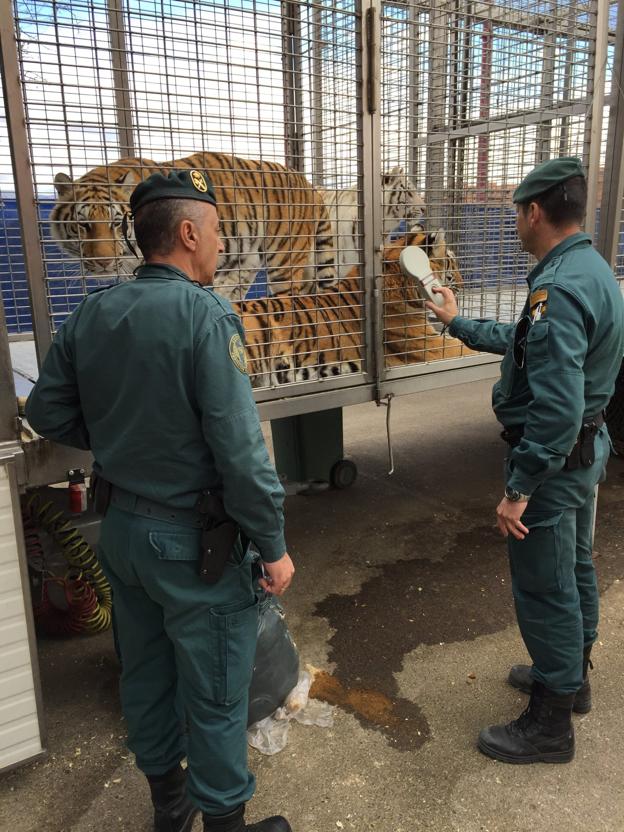 Inspección de los tigres de un circo. 