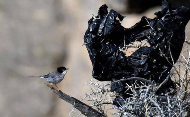 Una curruca cabecinegra contempla el trozo de plástico negro de invernadero que ha provocado que el arbusto se seque y no haya larvas de insectos para alimentarse 