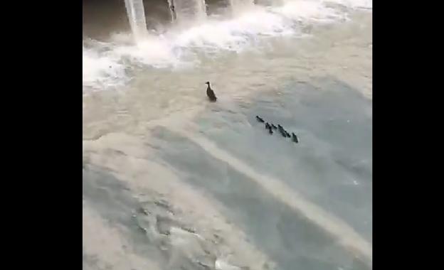 El vídeo viral de unos patos en el río Genil en Granada desata a polémica en redes