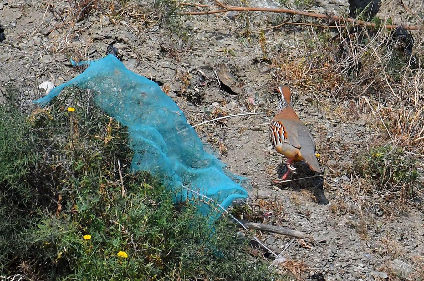 Una perdiz corretea junto a restos de embalajes de rollos de plástico, en la ladera donde se encuentra el invernadero. Imágenes de vertidos de plásticos realizados junto a invernaderos de la costa oriental de Granada. 