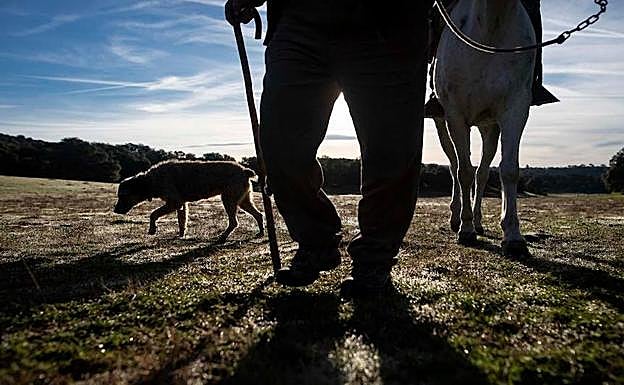 Imagen principal - La trashumancia del altiplano de Granada, en Viena