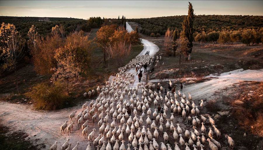 Algunas de las imágenes de Susana Girón sobre la migración del ganado en el altiplano de Granada. Puede  leer el reportaje completo aquí