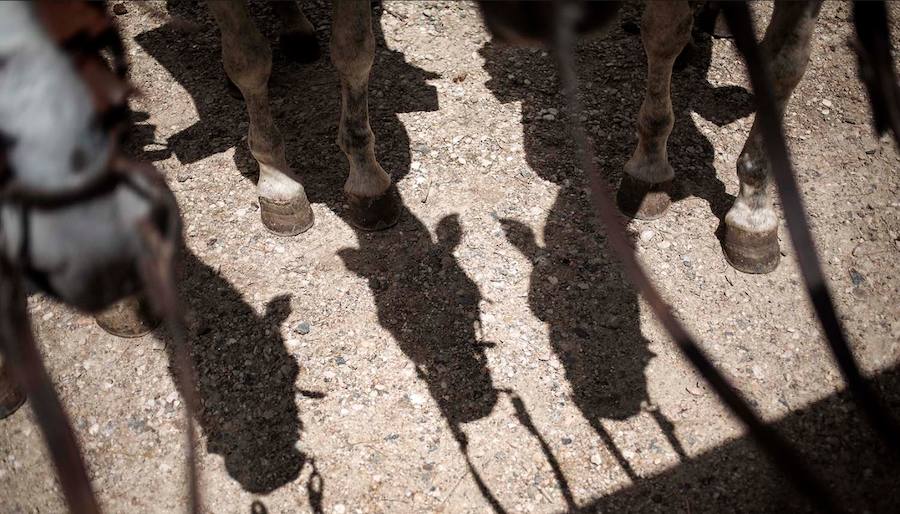 Algunas de las imágenes de Susana Girón sobre la migración del ganado en el altiplano de Granada. Puede  leer el reportaje completo aquí