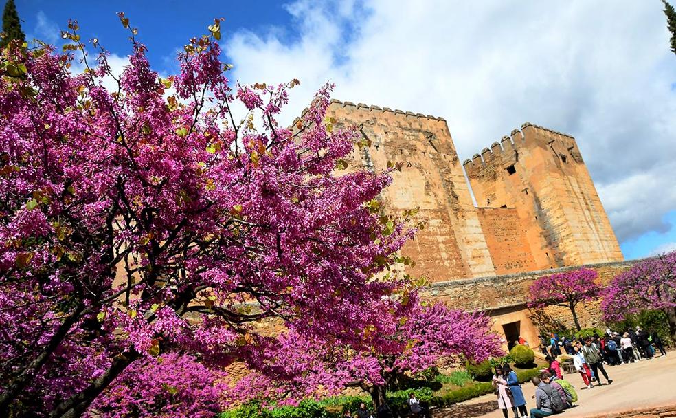 Árboles de Judas, tiñen de púrpura el entorno de la Alcazaba de la Alhambra 