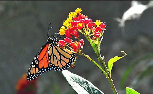 Mariposa Monarca, Danaus plexippus 
