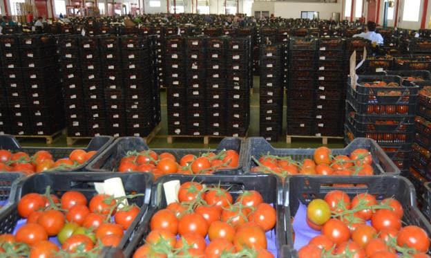 Tomates en un centro de subasta.