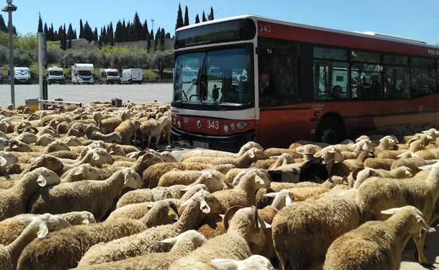 Los animales avanzan en sentido contrario al del bus de Transportes Rober.