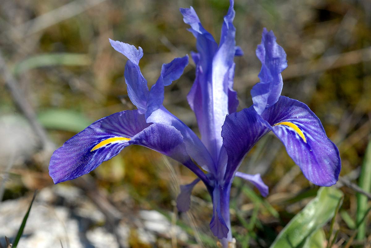 Lirios de inicio de primavera en espacios naturales. Jardines y entornos naturales adquieren los colores que forman la iconografía de la Semana Santa. Morados, purpuras, rojos... La tradición tienen su origen en la naturaleza