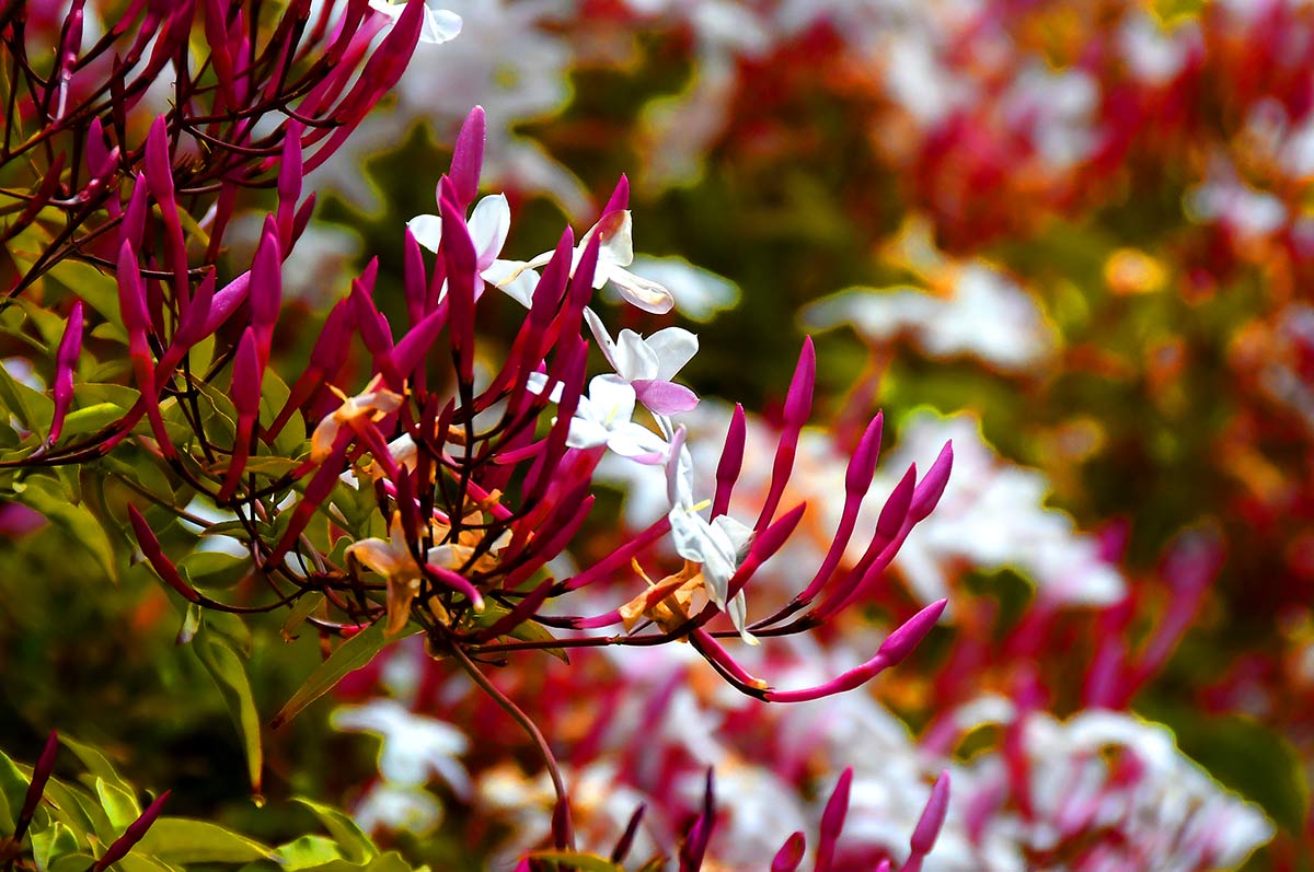 Jazmines de tallo rojo en época de Cuaresma se asemejan a los candelabros y varales. Jardines y entornos naturales adquieren los colores que forman la iconografía de la Semana Santa. Morados, purpuras, rojos... La tradición tienen su origen en la naturaleza