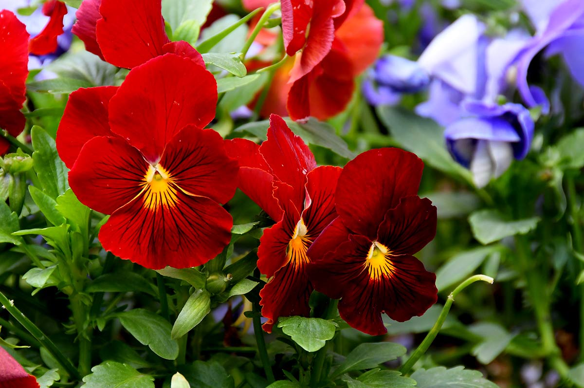 Pensamientos, como flor de temporada en Semana Santa. Jardines y entornos naturales adquieren los colores que forman la iconografía de la Semana Santa. Morados, purpuras, rojos... La tradición tienen su origen en la naturaleza