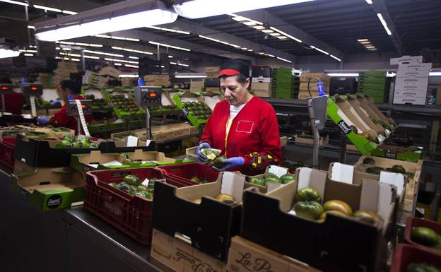 Una trabajadora etiquetando tomates en la cooperativa Granada-La Palma. 