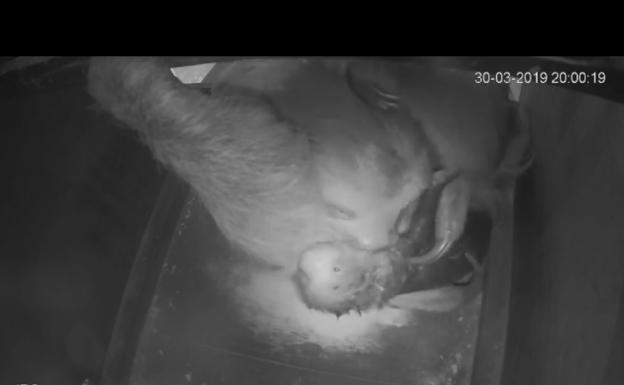 Nace una cría de perezoso en el BioDomo del Parque de las Ciencias de Granada