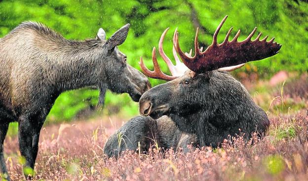 Lobos al rescate de los alces | Ideal