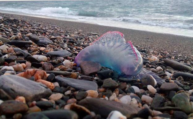 Una carabela portuguesa, Physalia physaliis en la playa de La Rábita 