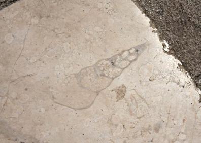 Imagen secundaria 1 - Mirando fósiles en el pretil de la placeta de Alonso Cano; Conchas de gasterópodos y ammonites en la calle Reyes Católicos