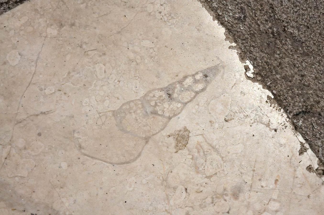 Una gran concha de gasterópodo, en Reyes Católicos. Desde Puerta Real a la Catedral, un recorrido para descubrir la evolución de la Tierra, un paseo de la mano de paleontólogos de la UGR