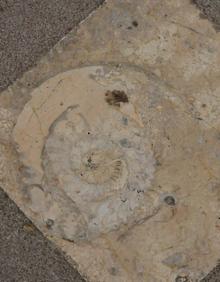 Imagen secundaria 2 - Mirando fósiles en el pretil de la placeta de Alonso Cano; Conchas de gasterópodos y ammonites en la calle Reyes Católicos